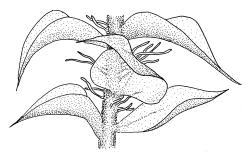 Cratoneuropsis relaxa, portion of stem with leaves and paraphyllia. Drawn from T.W.N. Beckett 471, CHR 621716, C.D. Meurk s.n., 27 Nov. 1970, CHR 481321, and T.W.N. Beckett 507, CHR 621717.
 Image: R.C. Wagstaff © Landcare Research 2014 
